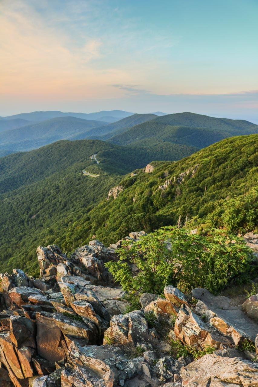 Shenandoah - Natural Shaniko