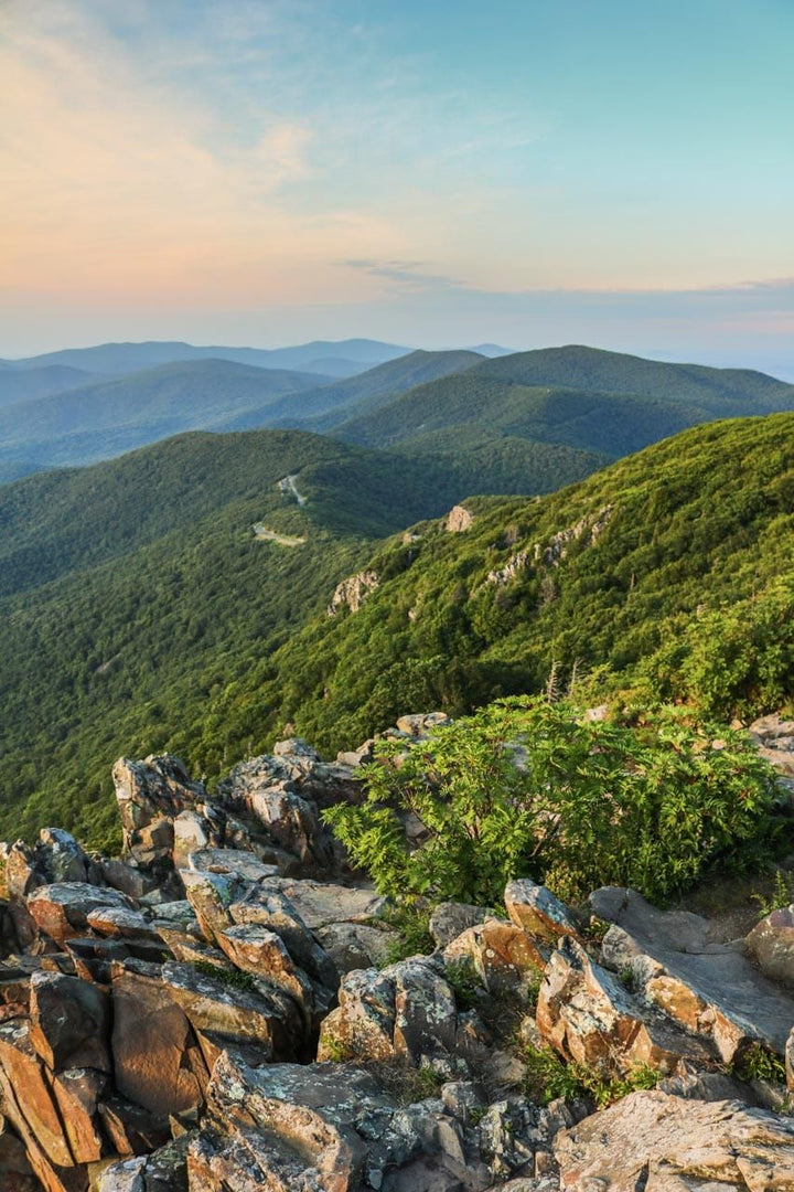 Shenandoah - Natural Shaniko
