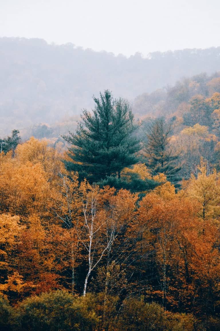 Upstate - Natural Shaniko