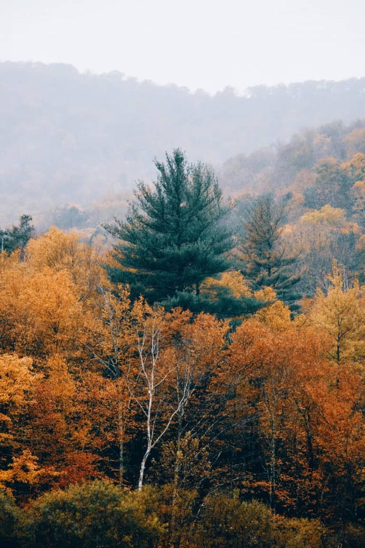 Upstate - Natural Shaniko